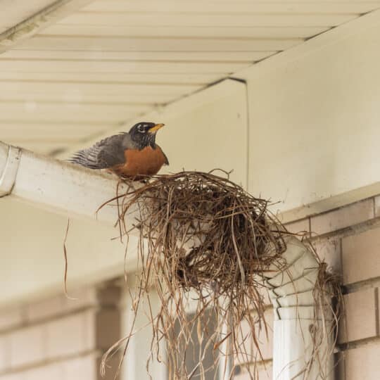 Nesting Bird Damage